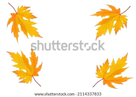 Autumn maple leaves isolated on white background. Free space for text.