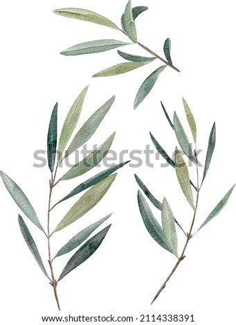 Set of individual hand painted watercolor olive branches Royalty-Free Stock Photo #2114338391