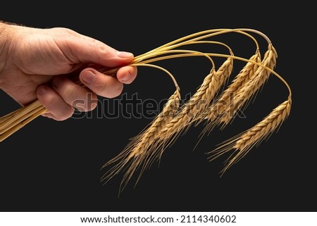 ripe ears of wheat close-up in a human hand on a dark background. bread industry. vegetarian food