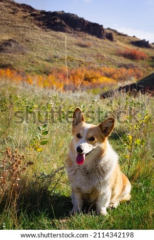 An adorable purebred Pembroke Welsh Corgi poses for a picture in a pasture with a beautiful fall background on a sunny day. 