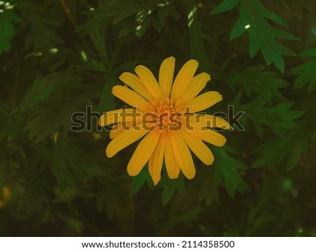 yellow daisy on a background of leafs
