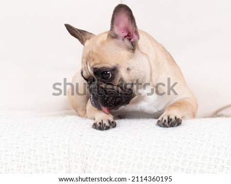 French bulldog lying on a sofa and licking a paw. Sweet animal, cute pet.  Royalty-Free Stock Photo #2114360195