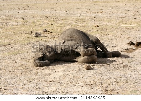 An elephant died of thirst during the great drought of 2009 in Amboseli national park, Kenya. Royalty-Free Stock Photo #2114368685