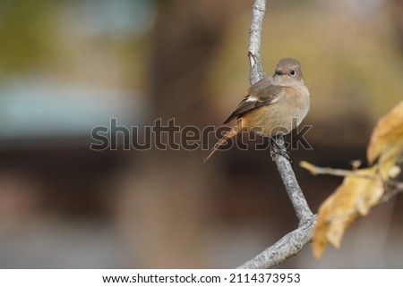 daurian redstart is in the forest
