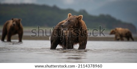3 grizzly bears searching for salmon