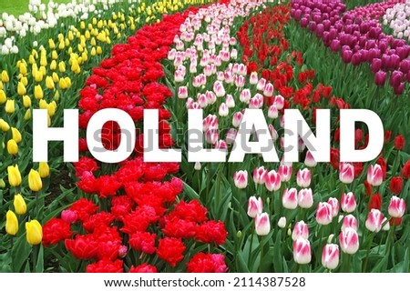 The word Holland is written in white capital letters in center of blurred flowers background. Colorful tulips planted in rows in Keukenhof Gardens, Netherlands. Defocused image with text.