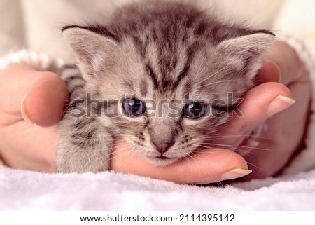 Little kitten in human hands in a cozy white jersey. Two week old Baby Cat. Funny cute pet lifestyle picture