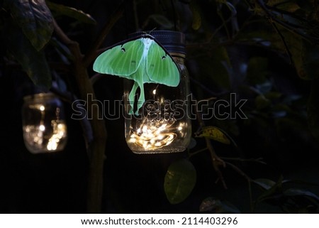 Perched on a glowing solar mason jar light is a Female bring green luna moth Actias luna in Portland, Maine.
