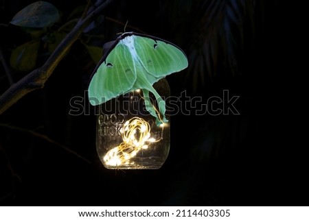 Perched on a glowing solar mason jar light is a Female bring green luna moth Actias luna in Portland, Maine.