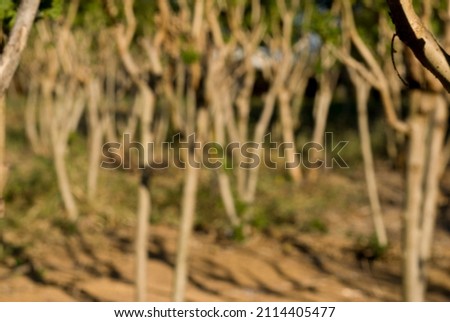 White and brown blurred nature backdrop. Plant pattern. Bright sunlight background.