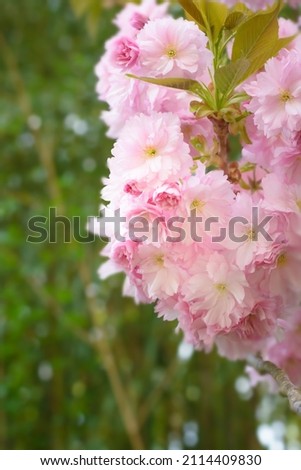 A branch with an inflorescence of sakura on a blurred background