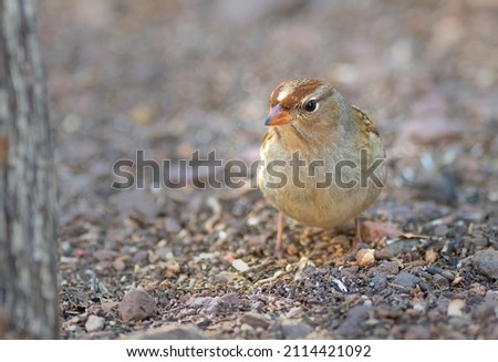 Chipping sparrow foraging on the ground in South West US