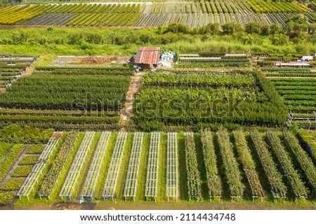 Royalty high quality free stock image. Aerial view flower field. Top view of green fields and flowers. Agro-industrial complex on which grow flowers in Dong Thap, Viet Nam