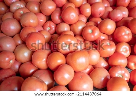 Piles of tomatoes are on the farm, North China