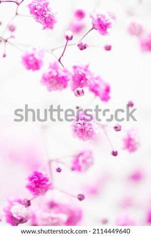 Bright macro photo of pink flowers. Abstract minimalistic floral background