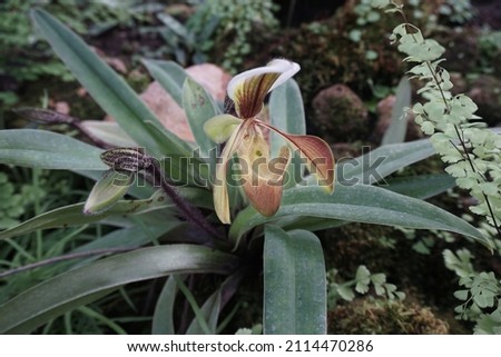 A flower of Paphiopedilum villosum or ​Venus slipper or lady slipper orchid are growing in the forest with high humidity on the mountain in northern of Thailand