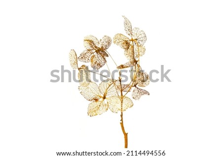 macro closeup of dried dry delicate skeleton leaves petals of hydrangea flowers blooms isolated on white background Royalty-Free Stock Photo #2114494556