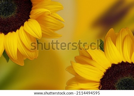 Sunflower wallpaper for desktop, calendar and poster.