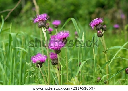 wild flowers of blue color in green grass in summer for background or texture for desktop or postcard or calendar