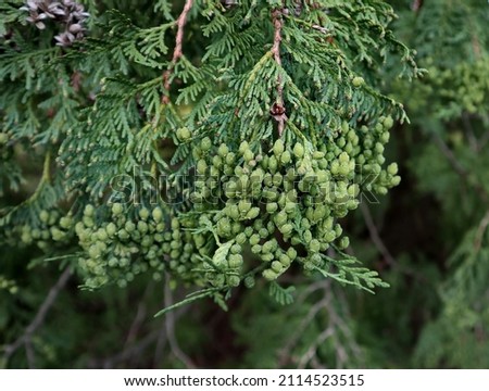Northern White Cedar, Thuja occidentalis . Female cones growing upright at the ends of branches. It is monoecious, developing male pollen cones and female seed cones on the branchlets of the same tree Royalty-Free Stock Photo #2114523515