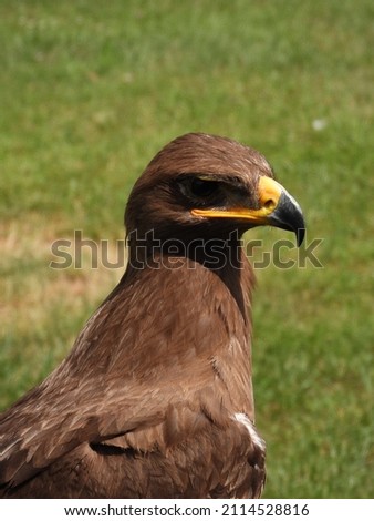 impressive eagle with blurred natural green background