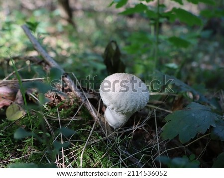 mushrooms grow in the autumn forest
