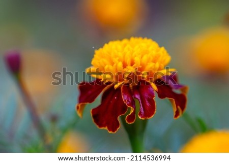Red and yellow tagetes patula flower macro photography on a summer day. Blooming marigold flower with red petals in summertime close-up photo.