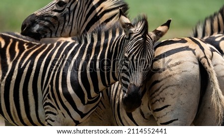 Zebra Grooming an cuddling each other after the mating season has passed. looking after each other and caressing behavior