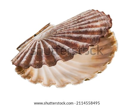 Open shell of great scallop shellfish isolated on a white background. Pecten maximus or jacobaeus. Closeup of beautiful empty seashell of edible marine bivalve mollusk. Fan shaped calcareous sea clam. Royalty-Free Stock Photo #2114558495