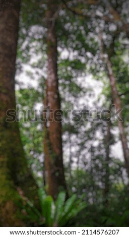 defocused background of trees on a hiking trail on a mountain in Java, Indonesia.