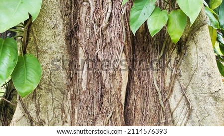 bark texture with big tree