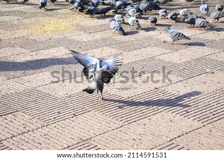 Domestic pigeons, feral pigeon (Gujarat - India) flock in flight against blue sky