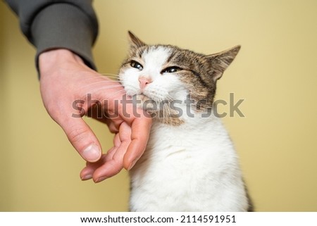 Close-up of a man hand caressing and stroking cat of three colors taken from a shelter on a yellow background. Male hand petting a cat head, love to animals concept. Person petting cat, sweet moment. Royalty-Free Stock Photo #2114591951