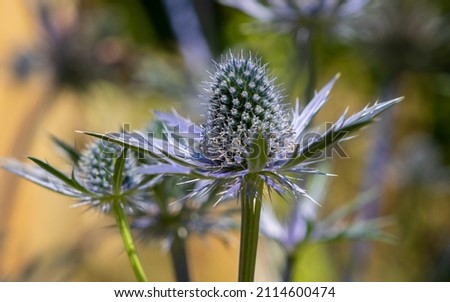 Close up of a Sea Holly plant Royalty-Free Stock Photo #2114600474