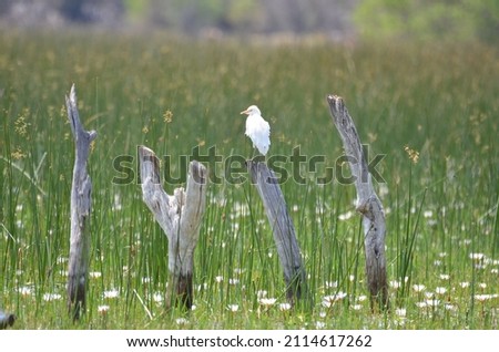 Cattle egret perched on a stake, Okavango delta