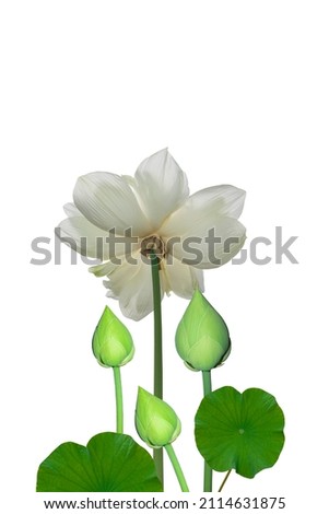 lotus flower, isolated white background