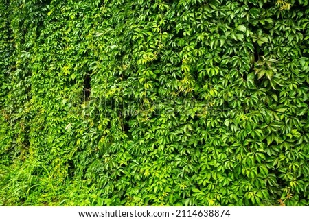 wall with greenery. natural background texture pattern