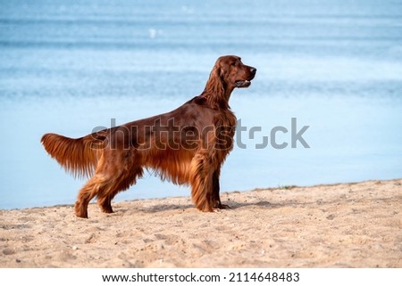 Purebred irish red setter standing on a background of on the beach by the sea  on a Sunny day. Royalty-Free Stock Photo #2114648483