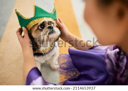 Close-up of woman putting a crown on dog's head while preparing for Mardi Gras carnival at home. 