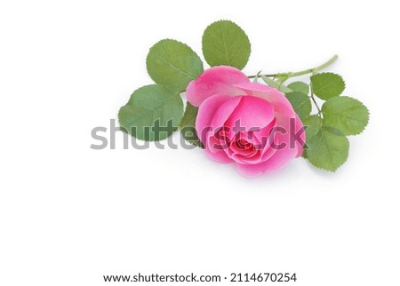 Rose in pink on a white background, 