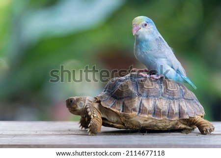Sulcata Tortoise and forpus bird. Little tortoise crawling ahead slowly on the wooden board with forpus parrot. Royalty-Free Stock Photo #2114677118