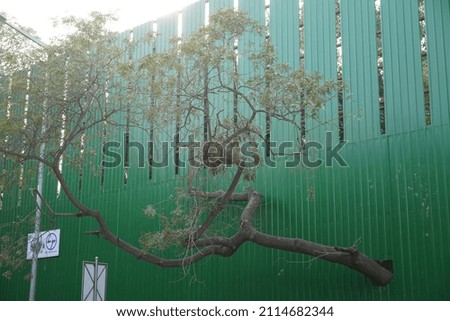 save tree nature concept, image