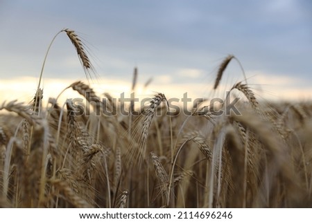 Triticale, triticum spikes close-up with sky Royalty-Free Stock Photo #2114696246
