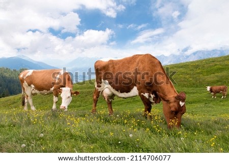 two cows on the meadow in a beautiful mountain landscape Royalty-Free Stock Photo #2114706077