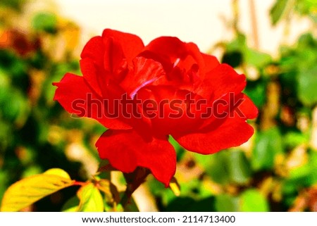 A rose flower in the garden.
