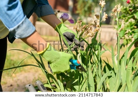 Closeup of a woman's hands in gloves caring for flower bed in backyard uses tools, garden shears Royalty-Free Stock Photo #2114717843