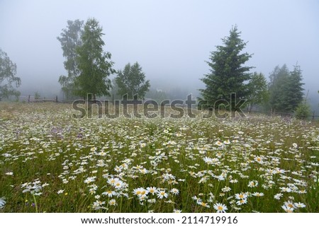 White flowers on the mountain meadow, spruce trees and fog in the background