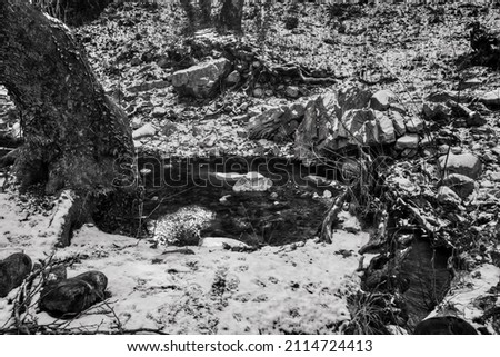 snow on rocks in black and white forest 