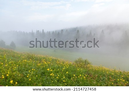 Lush green meadow with bright yellow flowers near spruce forest in deep fog.