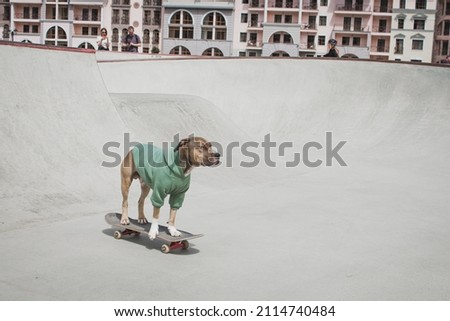 Pitbull dog in a sweatshirt rides a skateboard in a skate park